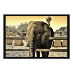 Impression Photo Riyadh Zoo Elephant