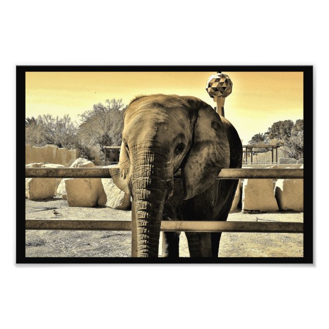 Impression Photo Riyadh Zoo Elephant (Devant)