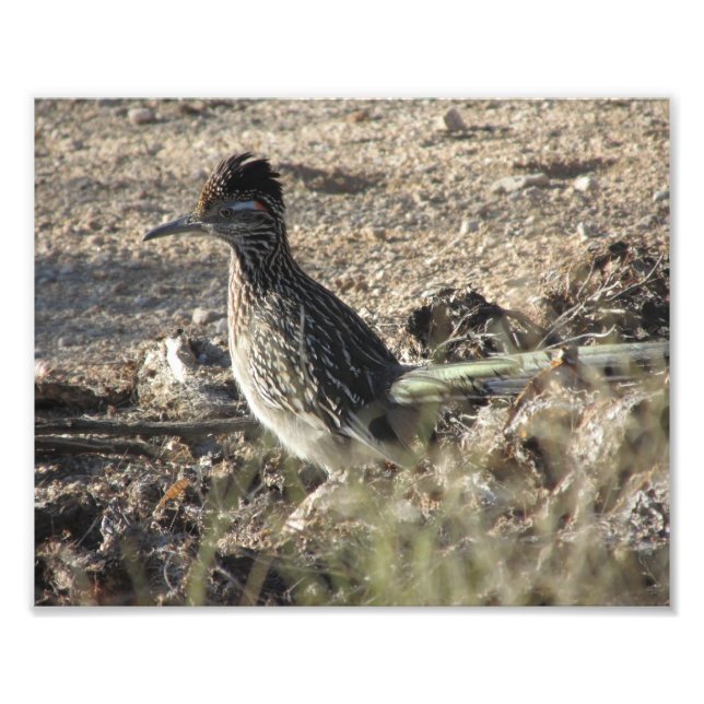 Impression Photo Roadrunner (Devant)