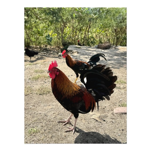 Impression Photo Roadside Roosters en Philipsburg, St Maarten (Devant)
