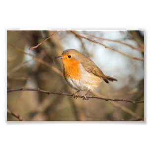 Impression Photo Robin