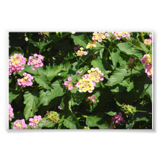 Impression Photo Romance florissante