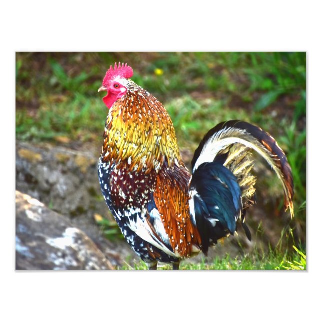 Impression Photo Rooster coloré - Kauai, Hawaii (Devant)