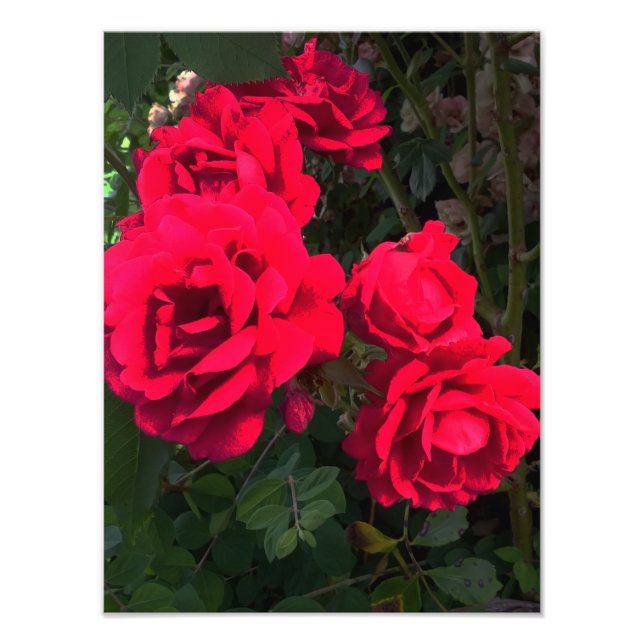 Impression Photo Rosarium de Red Roses (Devant)