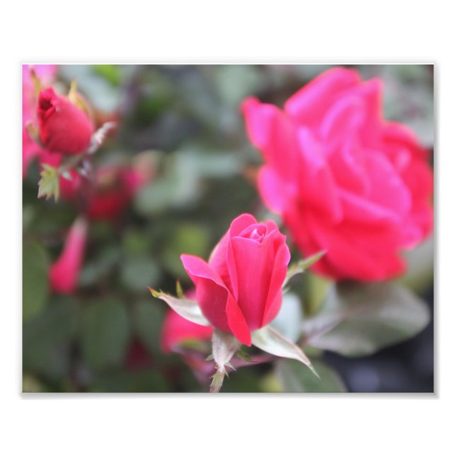 Impression Photo Rose (Devant)