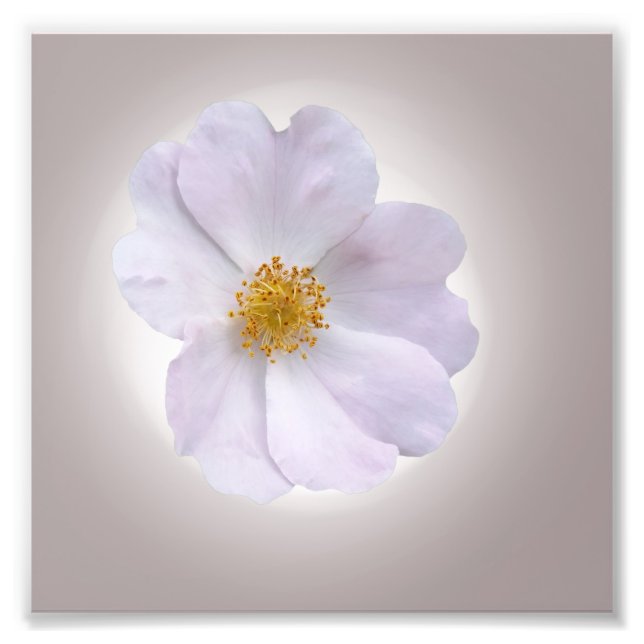 Impression Photo rose à violet (Devant)