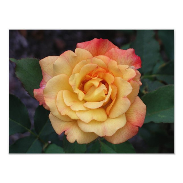 Impression Photo Rose Beautiful Pink and Yellow Floral (Devant)