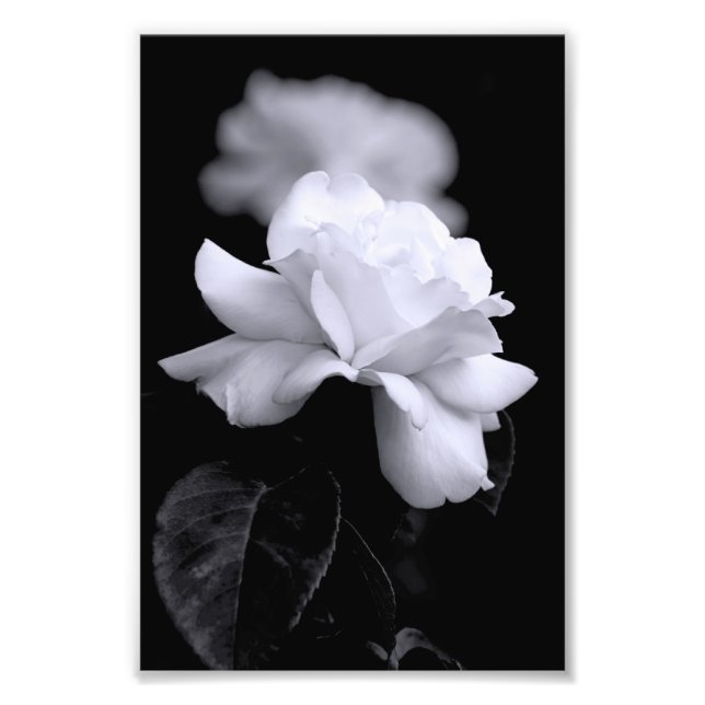 Impression Photo Rose blanche (Devant)