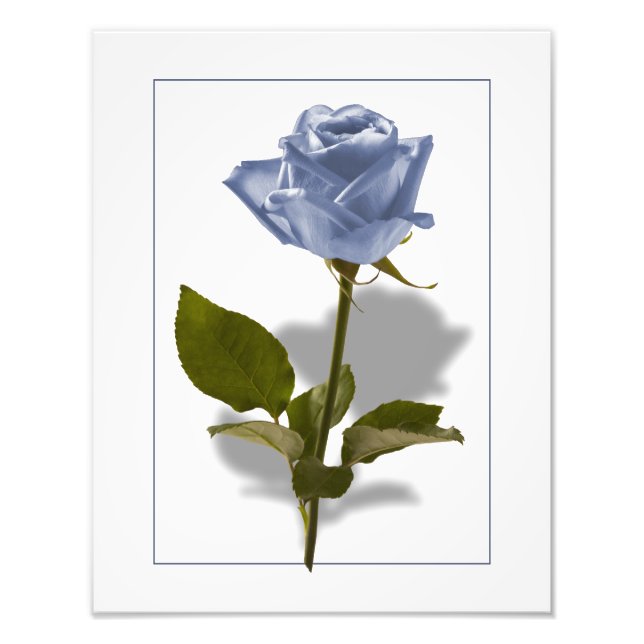 Impression Photo Rose bleu d'Enchantement (Devant)
