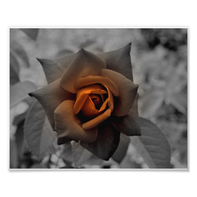 Impression Photo Rose de bronze à midi (Devant)