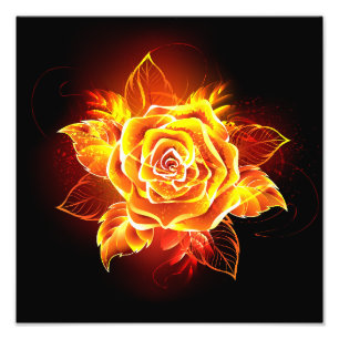 Impression Photo Rose de feu en fleurs