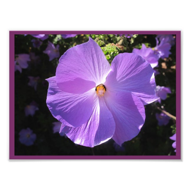 Impression Photo Rose de Sharon Print (Devant)