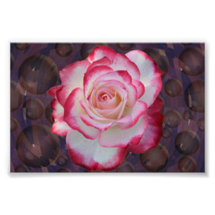 Impression Photo Rose de thé hybride rose et blanc