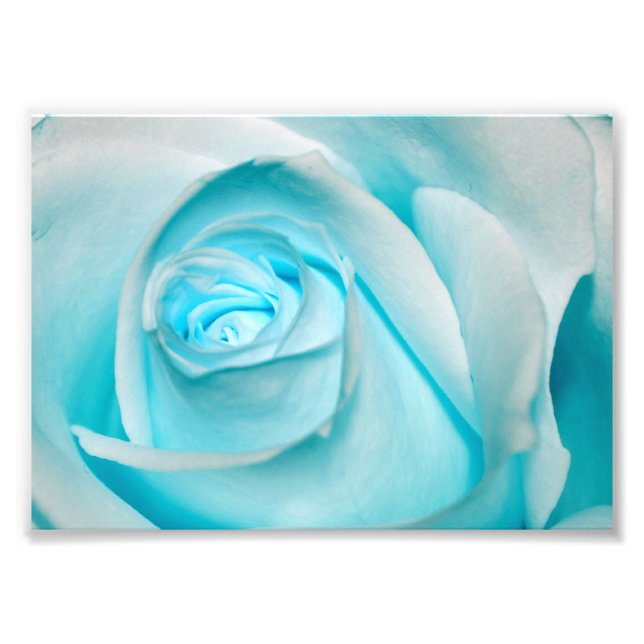 Impression Photo Rose d'Ice (Devant)