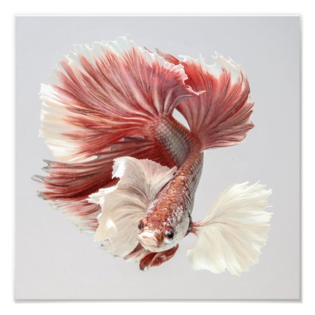 Impression Photo Rose Dumbo demi-lune Betta Poisson 2 (Devant)