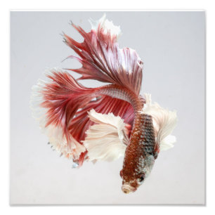Impression Photo Rose Dumbo demi-lune Betta Poisson Imprimer