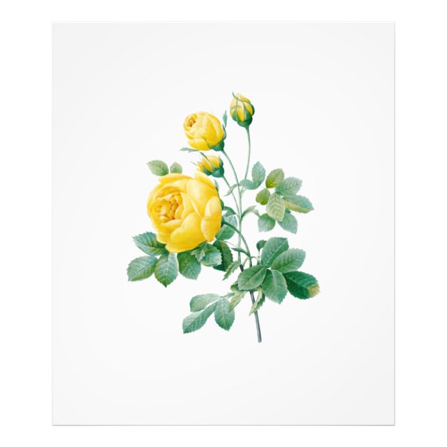Impression Photo Rose jaune vintage (Devant)
