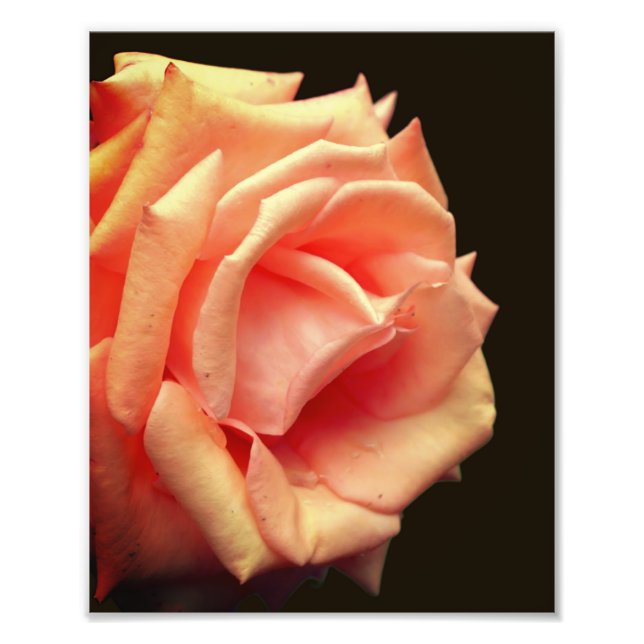 Impression Photo Rose Peach Dans Bloom 8x10 (Devant)