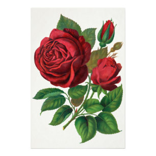 Impression Photo Rose Print Rochester Lithographing and Printing Co