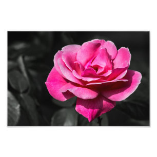 Impression photo Rose rose élégance