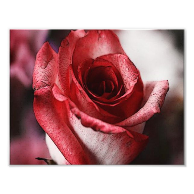Impression Photo Rose rouge (Devant)