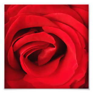 Impression Photo Rose rouge