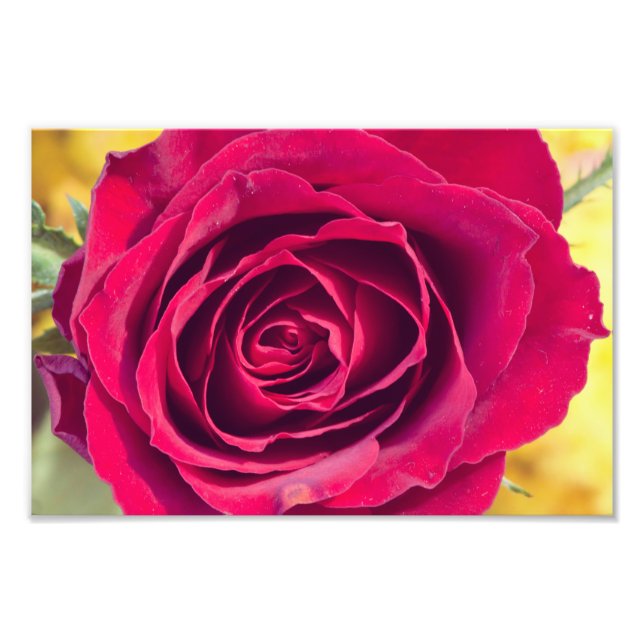 Impression Photo Rose rouge (Devant)