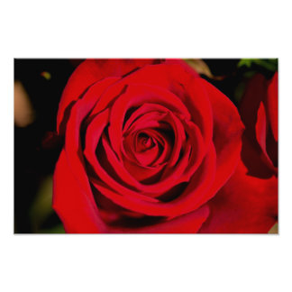 Impression Photo Rose rouge romantique