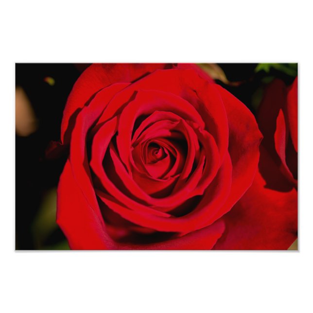 Impression Photo Rose rouge romantique (Devant)