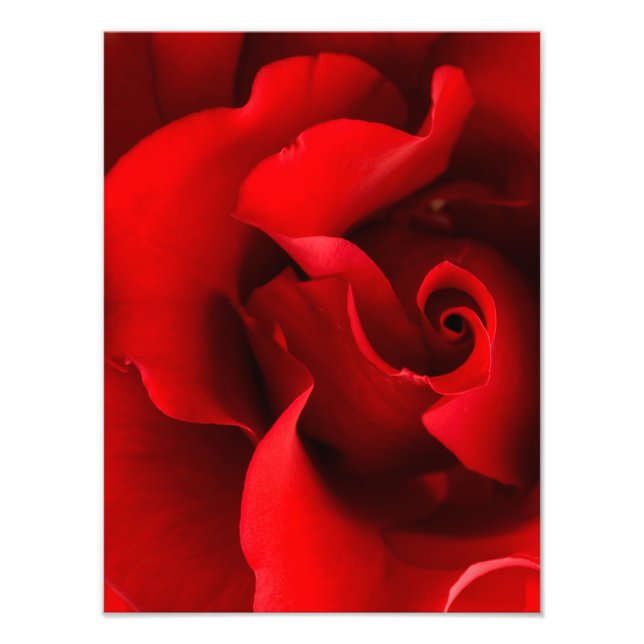 Impression Photo Rose rouge - Rose Modèle Customisé (Devant)