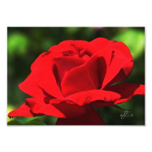 Impression Photo Rose rouge vif