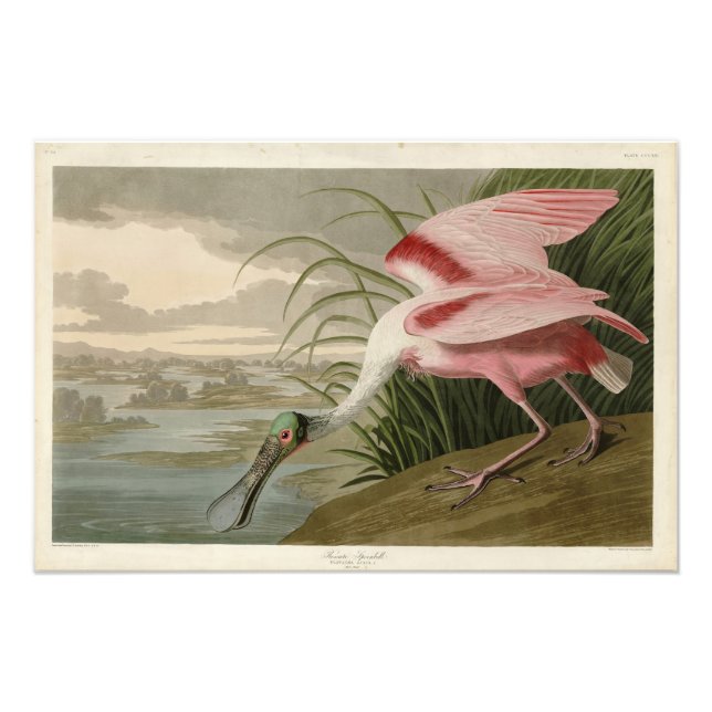 Impression Photo Roseate Spoonbill from Audubon's Birds of America (Devant)