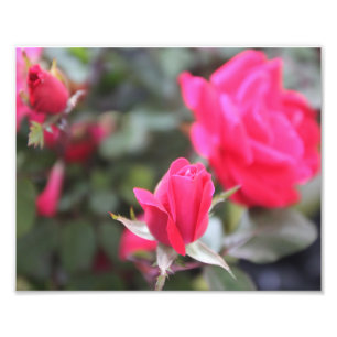 Impression Photo Roses