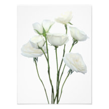 Roses blanches