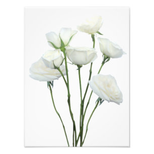 Impression Photo Roses blanches