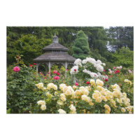 Roses en fleurs et roseraie du belvédère à