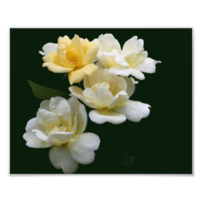 Impression Photo Roses jaunes florissantes 8x10 (Devant)