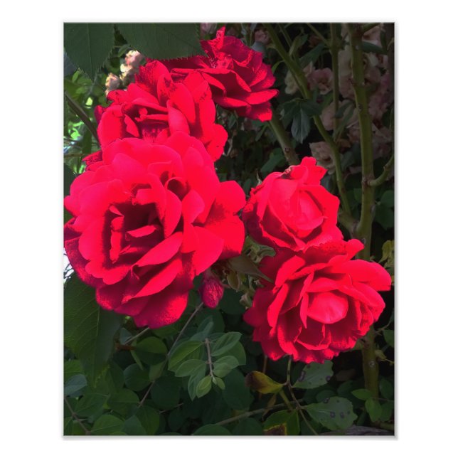 Impression Photo Roses rouges florissantes (Devant)