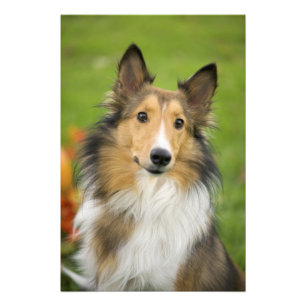 Impression Photo Rough Collie, chien
