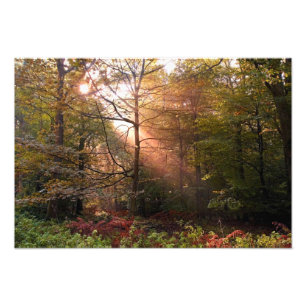Impression Photo Royaume-Uni. Forêt de Dean. Rayon de soleil pénétr