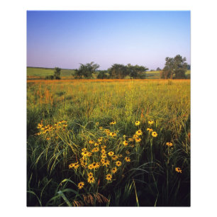Impression Photo Rudbeckies à œil noir dans la prairie de hautes he