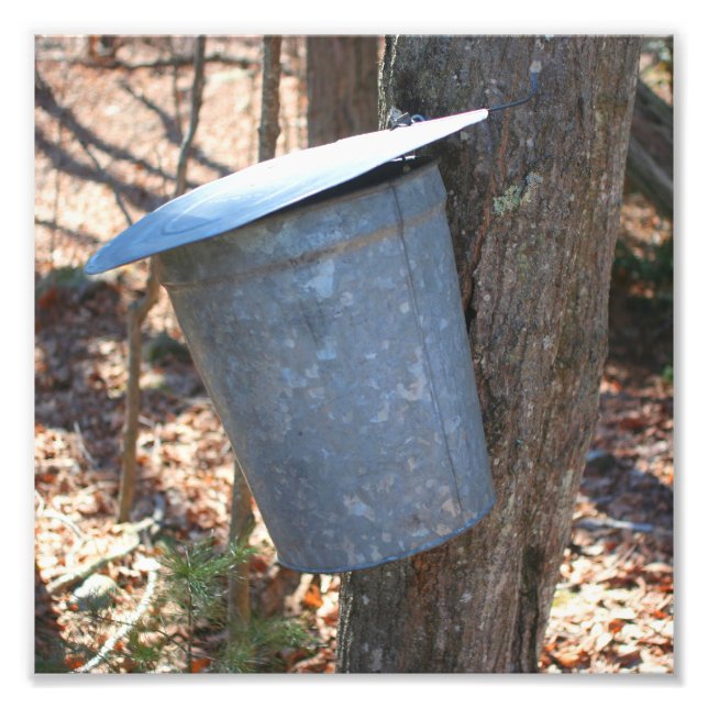 Impression Photo Sac à sucre au sirop d'érable sur arbre 8x8 (Devant)