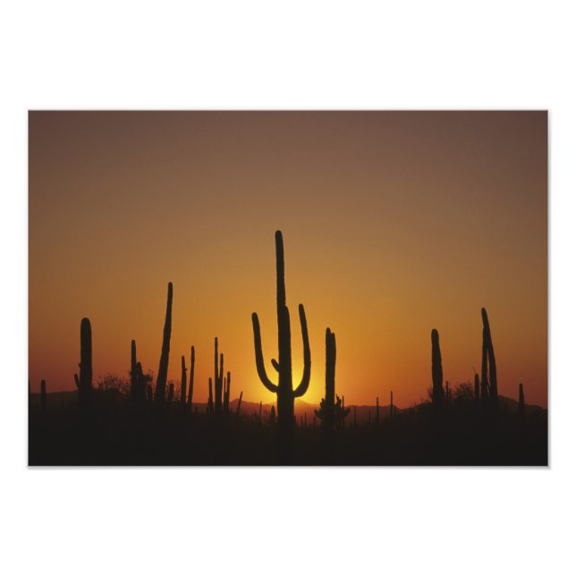 Impression Photo Saguaro cactus Cereus giganteus), (Devant)