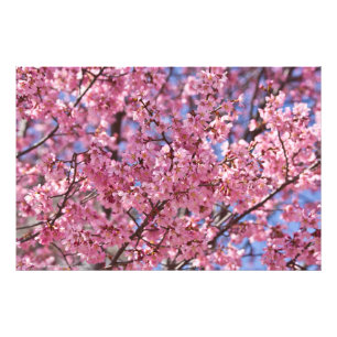 Impression Photo Sakura Pink Cherry Blossom Sky