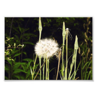 Impression Photo Salsifis (Pissenlit) Contre les Ombres