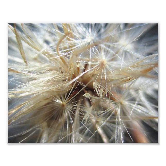 Impression Photo Salsify Seed Puff 10x8 (Devant)