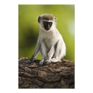Impression Photo Samburu Game Reserve, Kenya, Vervet Monkey,