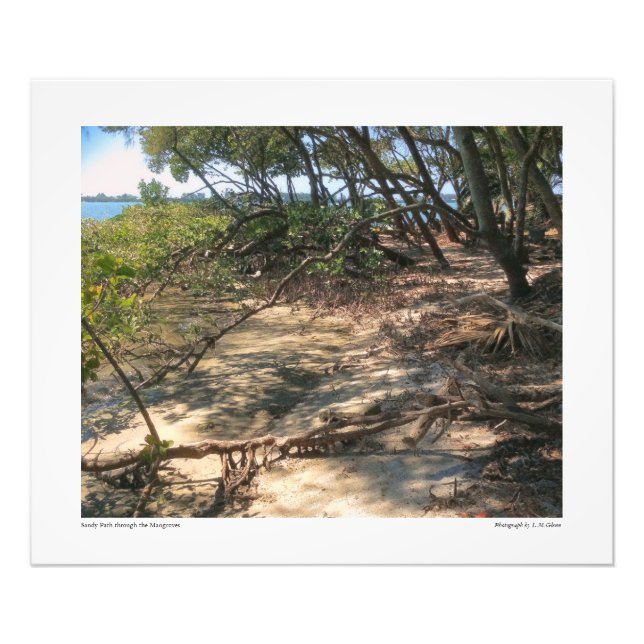 Impression Photo Sandy Path à travers les mangroves (Devant)