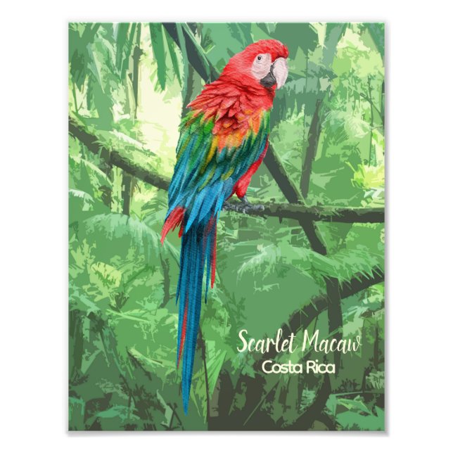 Impression Photo Scarlet Macaw Costa Rica Design (Devant)