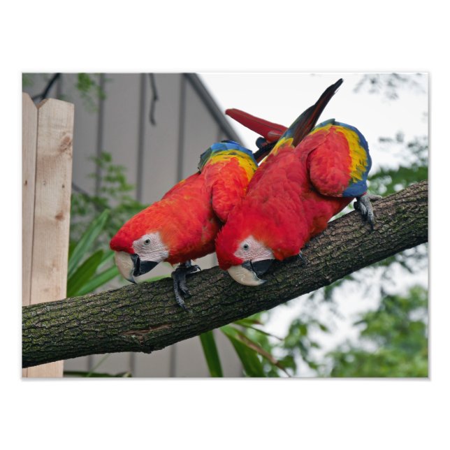 Impression Photo Scarlet Macaws (Devant)